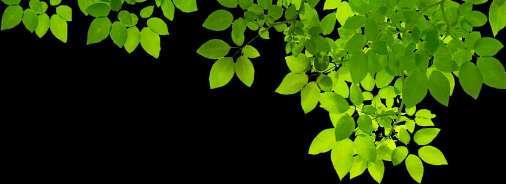 Green Leaves Black Background PNG