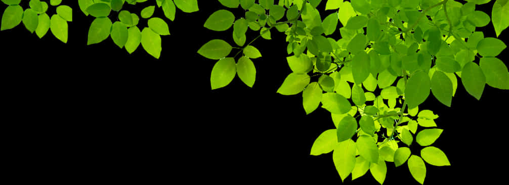 Download Green Leaves Black Background | Wallpapers.com