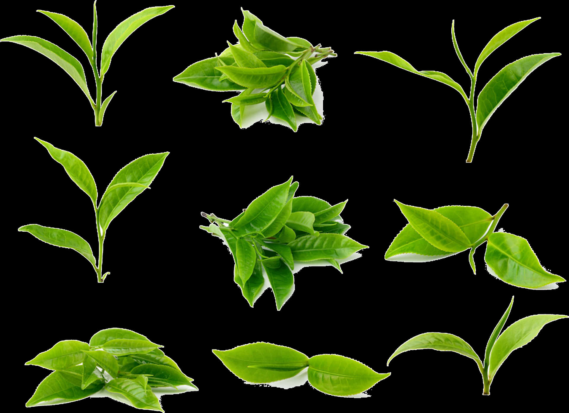 Green Leaves Collection Black Background PNG