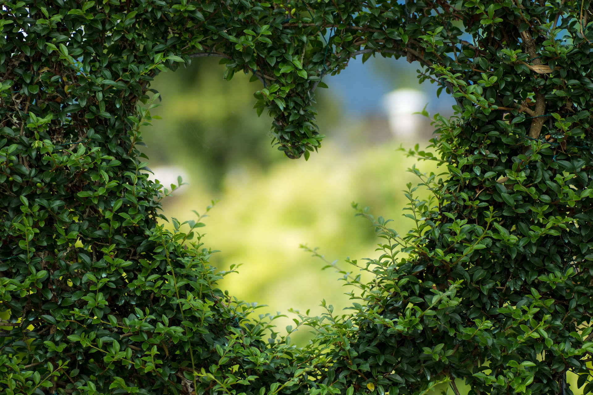 Green Leaves Heart Shape Cutout