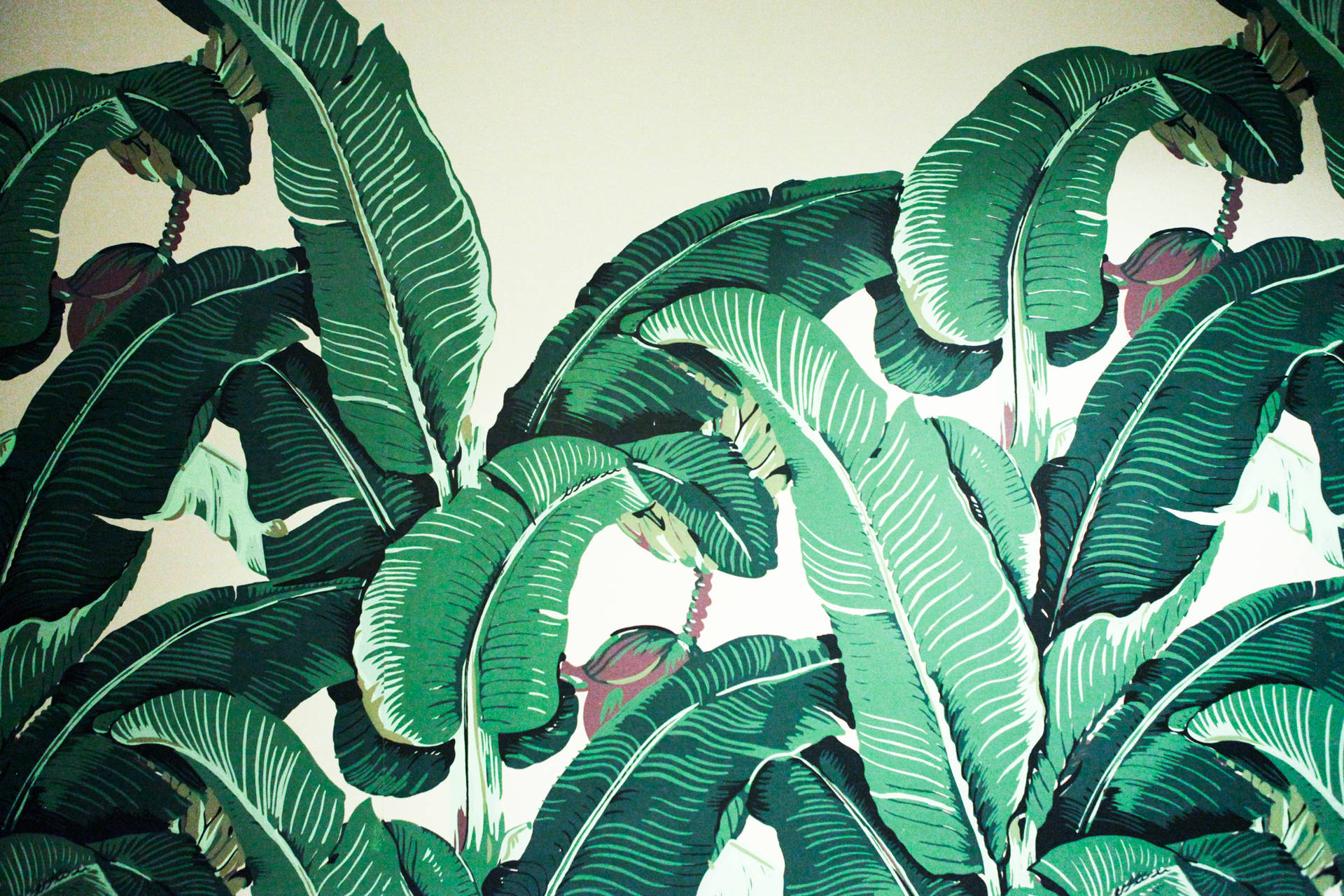 Green Leaves In Beverly Hills Wallpaper