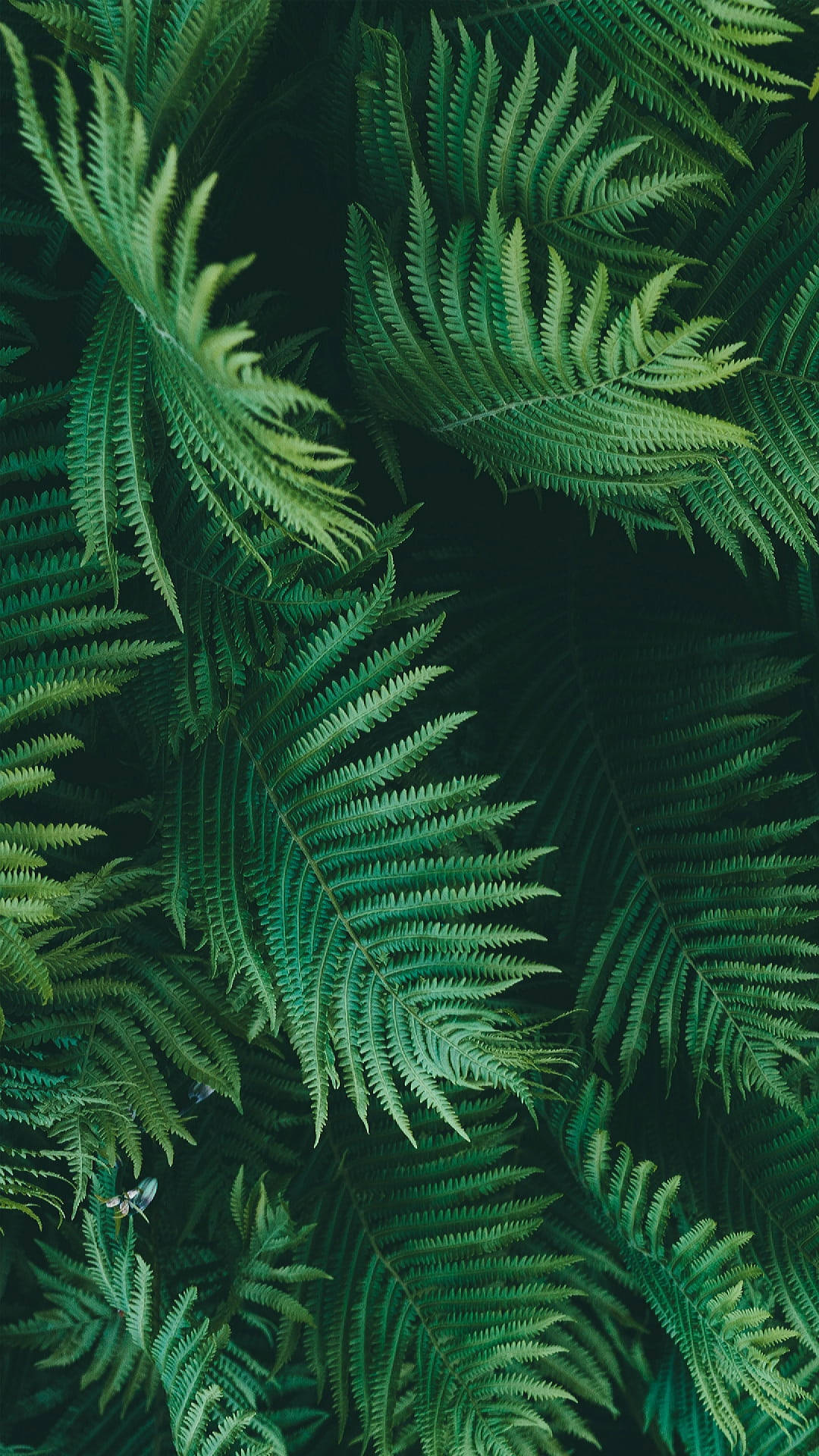 Green Leaves Jungle iPhone Wallpaper