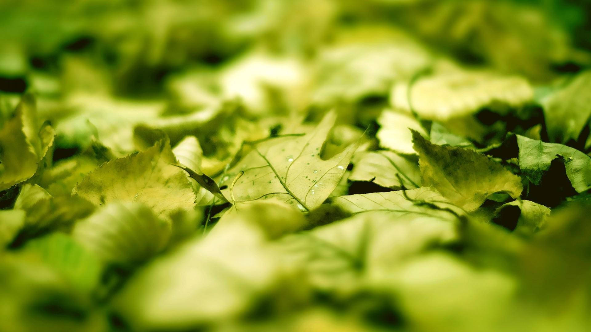 Green Leaves Nature Blur Background