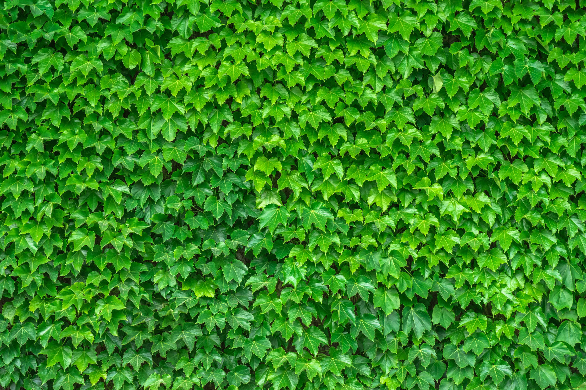 Green Leaves Of Ivy