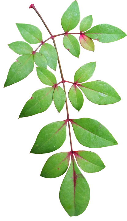 Green Leaves Red Stems Transparent Background.png PNG