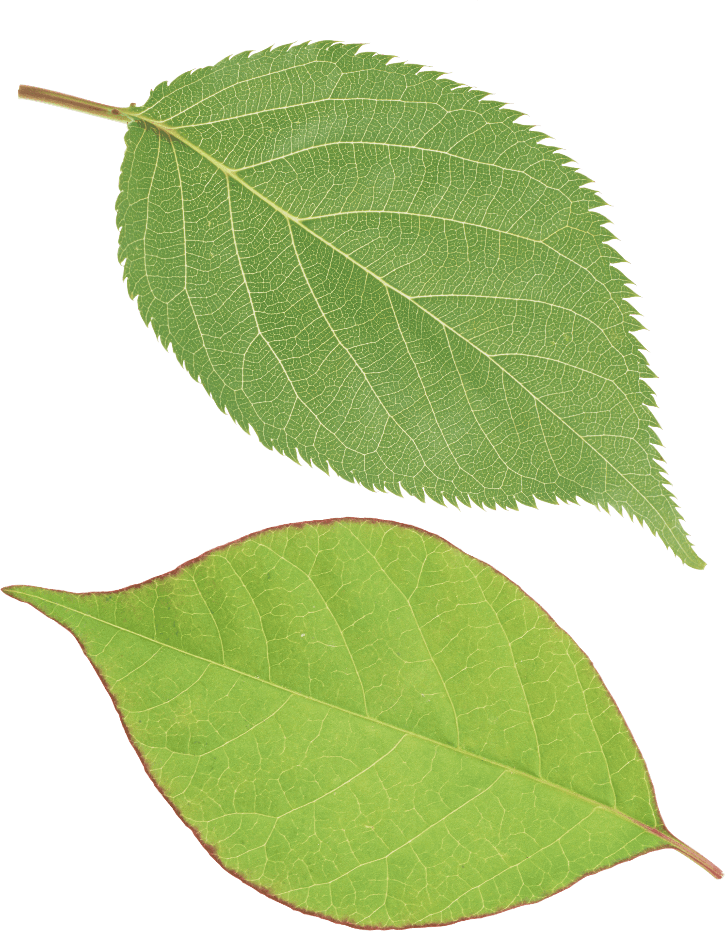 Green Leaves Transparent Background PNG