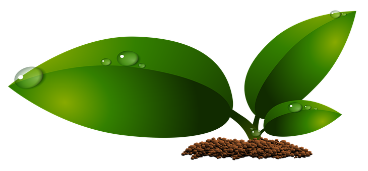 Green Leaves Water Droplets Black Background PNG