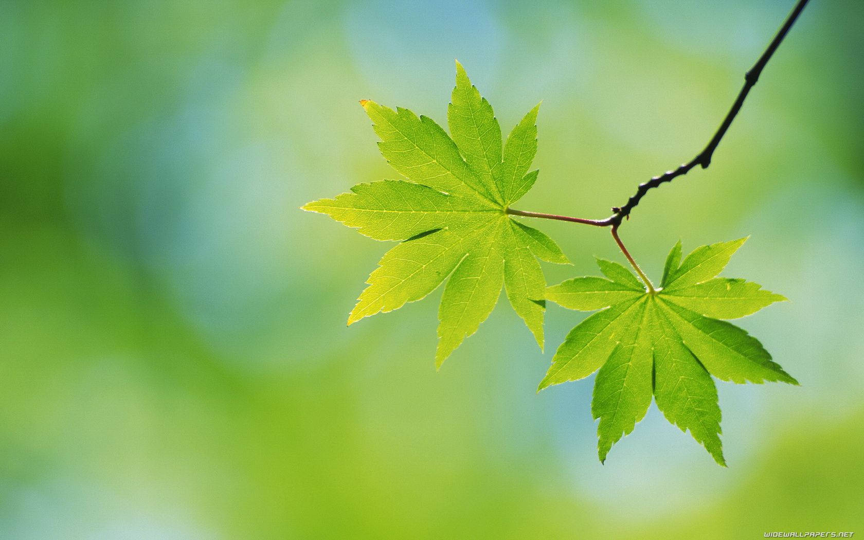 Green Leaves Surrounded by Sunshine Wallpaper