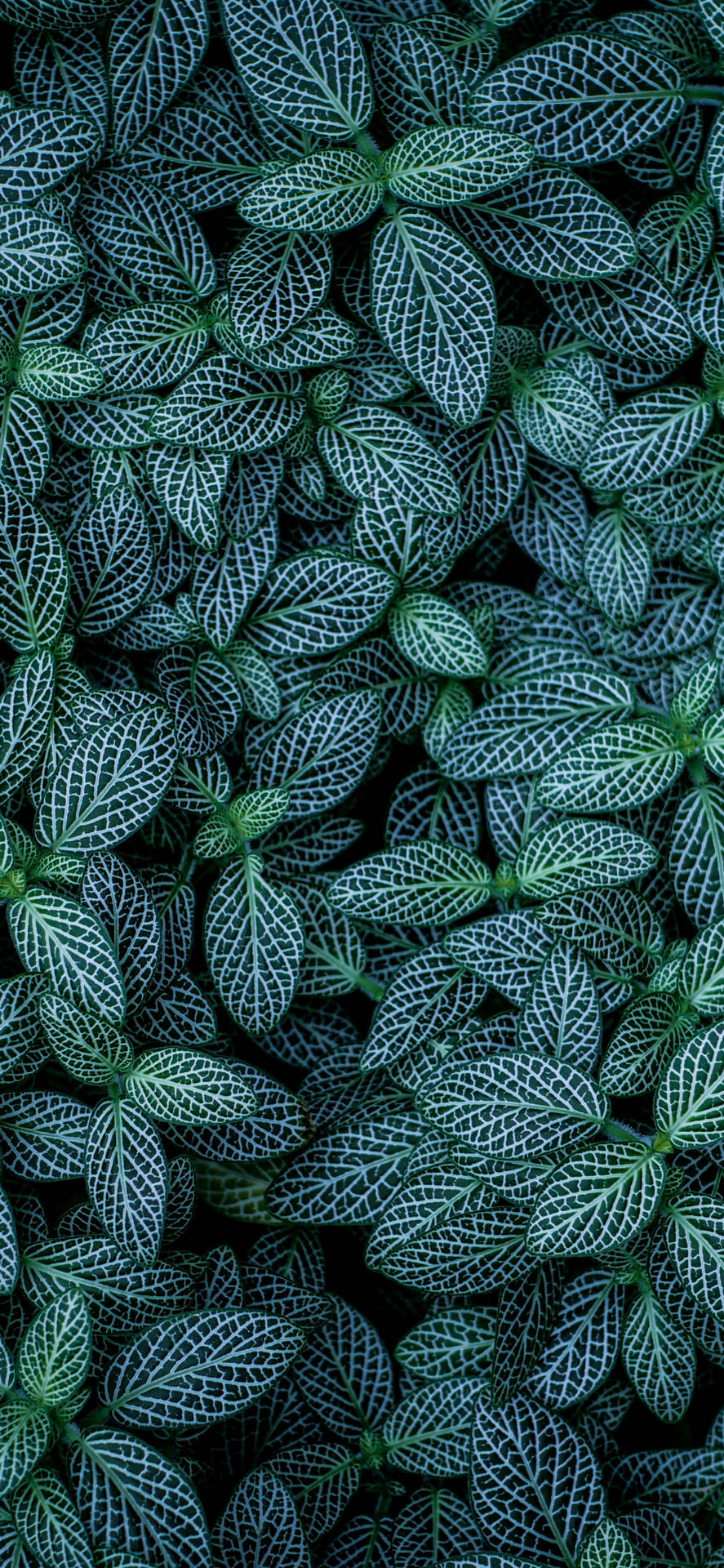 Green Leaves With White Lines Plants Wallpaper