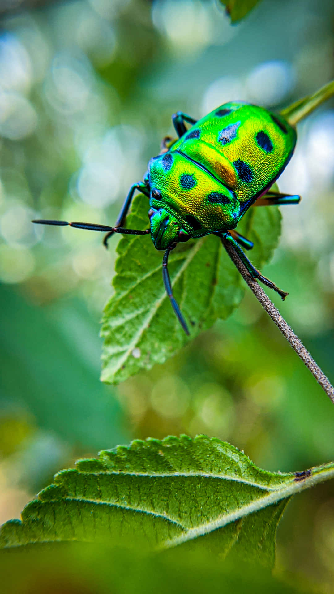 Green Life Of An Insects Wallpaper