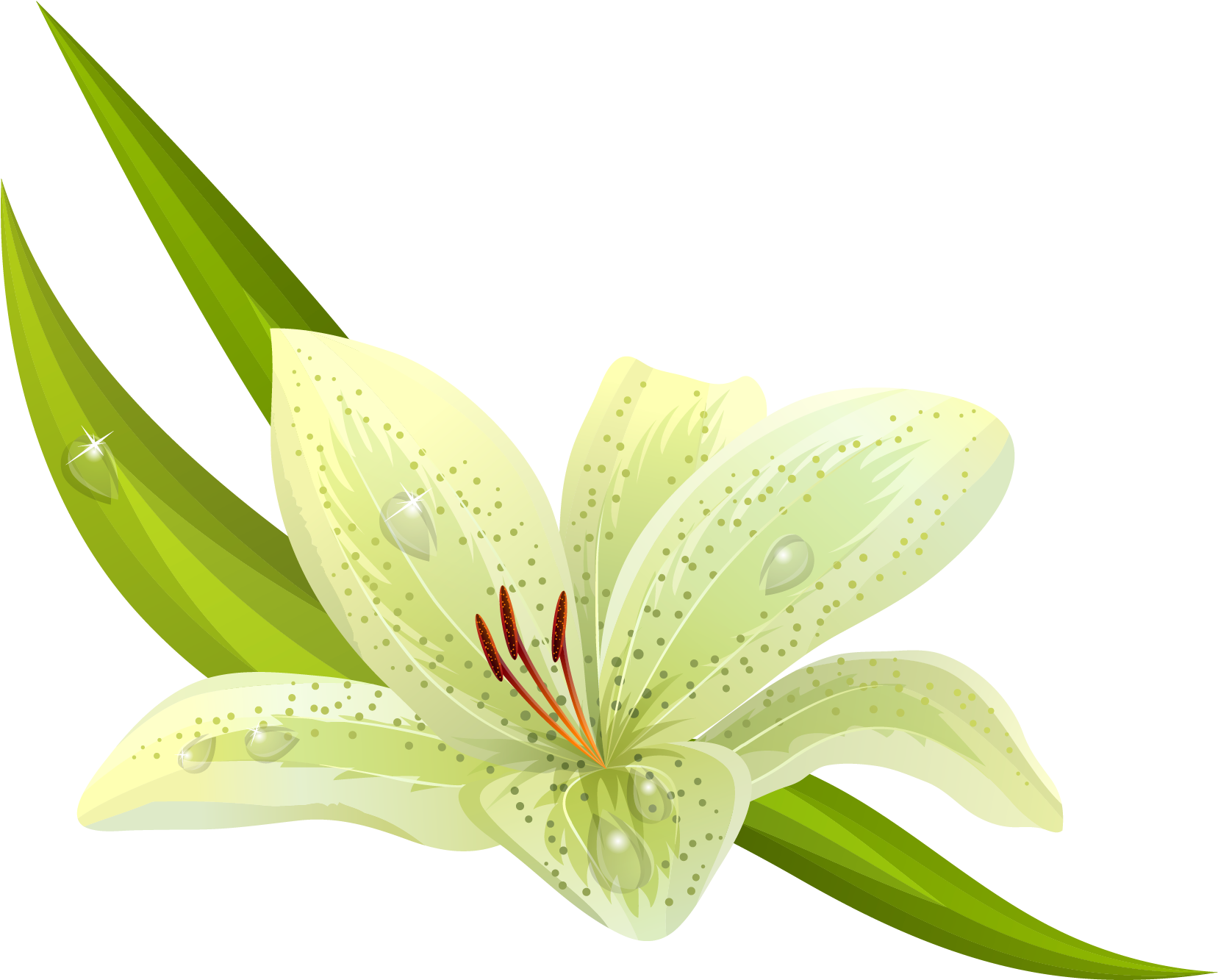 Green Lily Illustration PNG