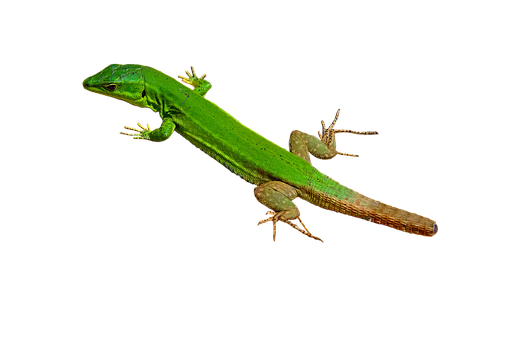 Green Lizard Black Background PNG