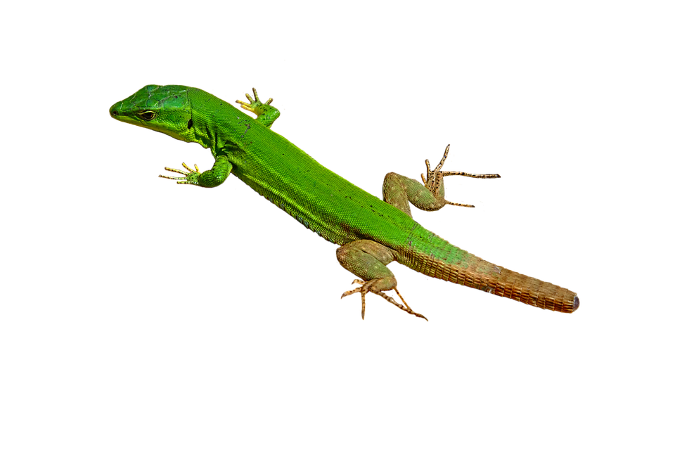 Green Lizard Isolatedon Gray PNG