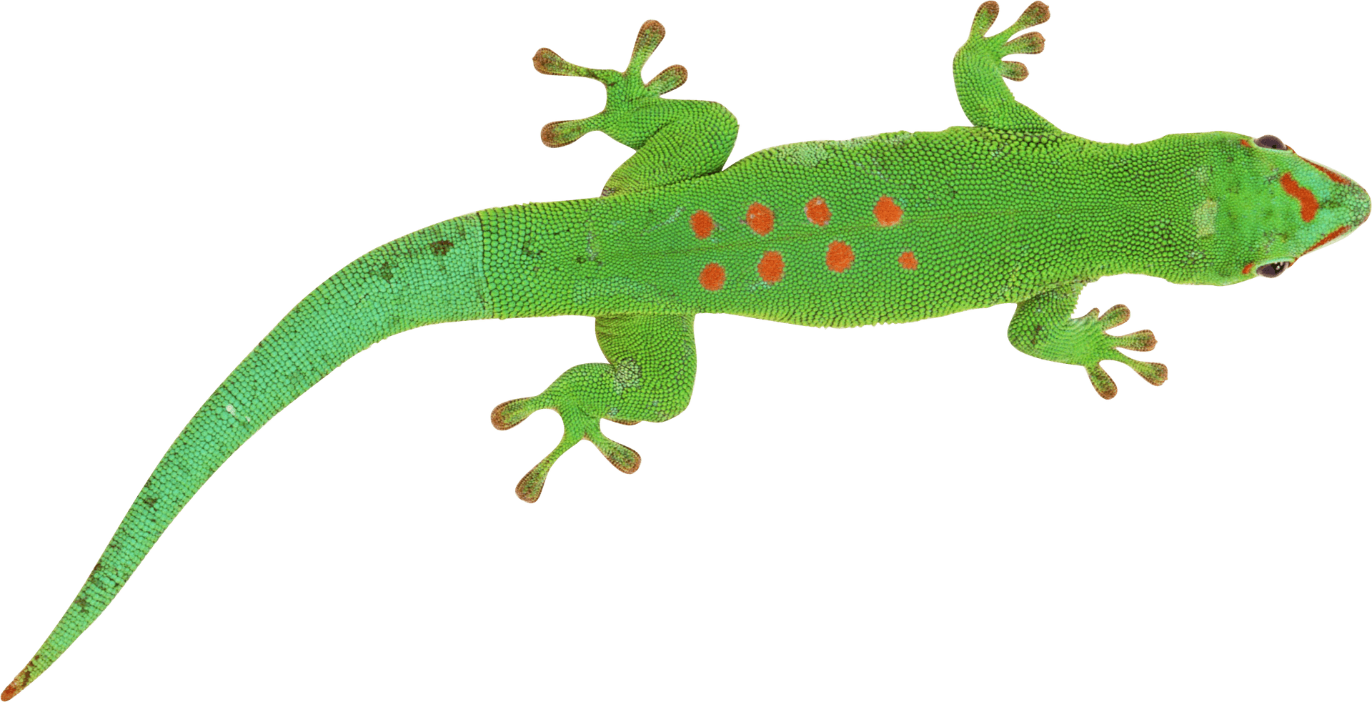 Green Lizard Red Spots PNG