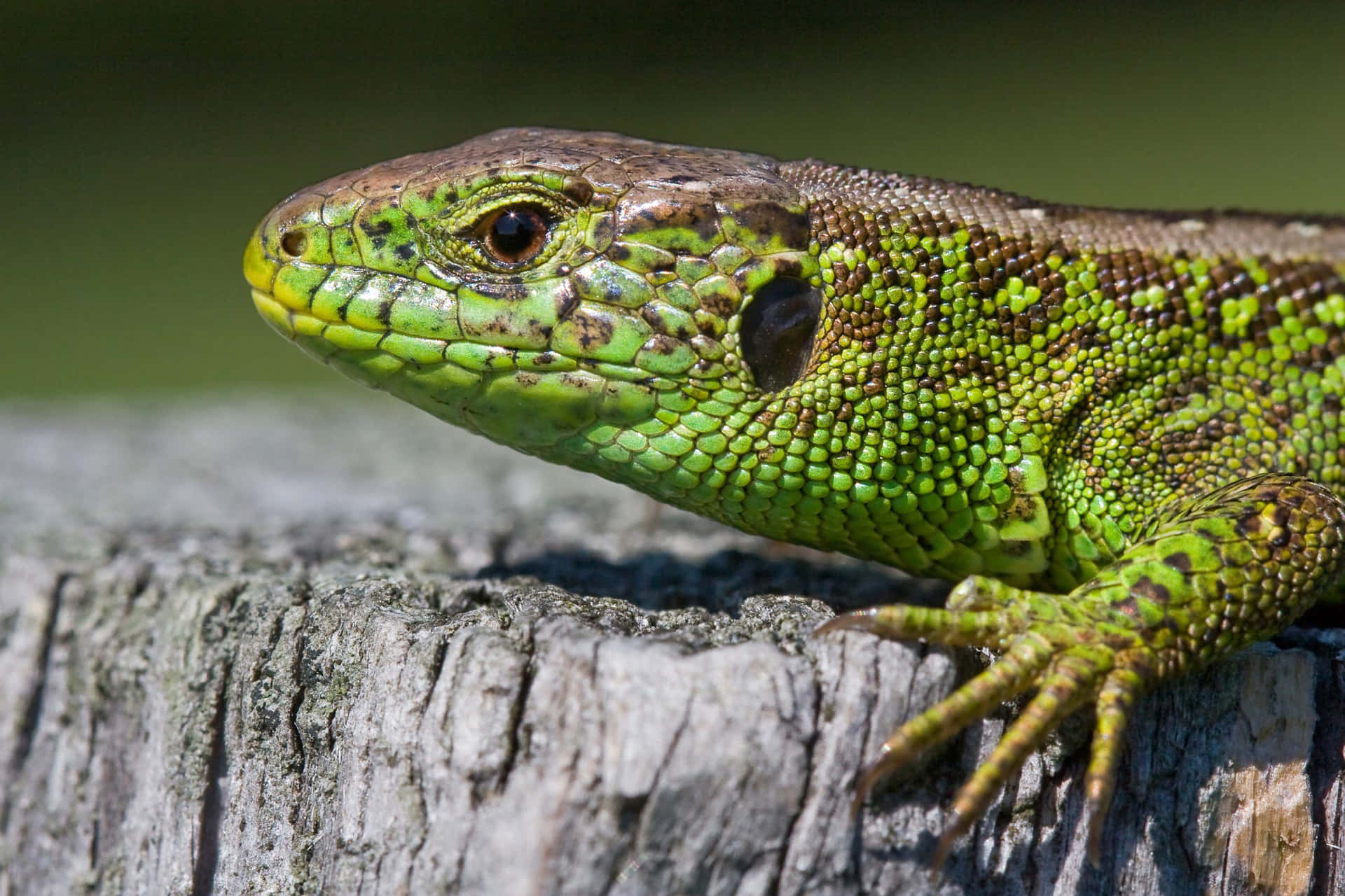 Groene Hagedis Zonnebaden Op Een Hout Achtergrond