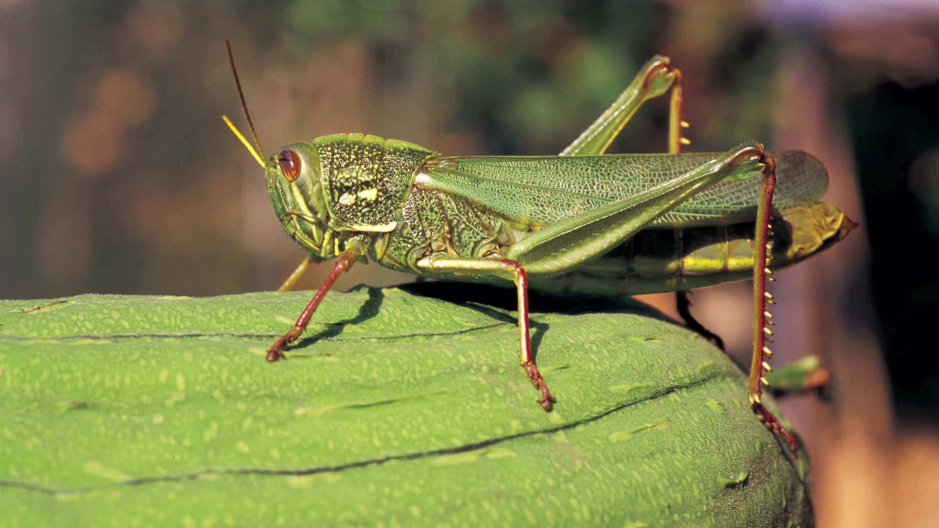 Green Locuston Leaf Wallpaper