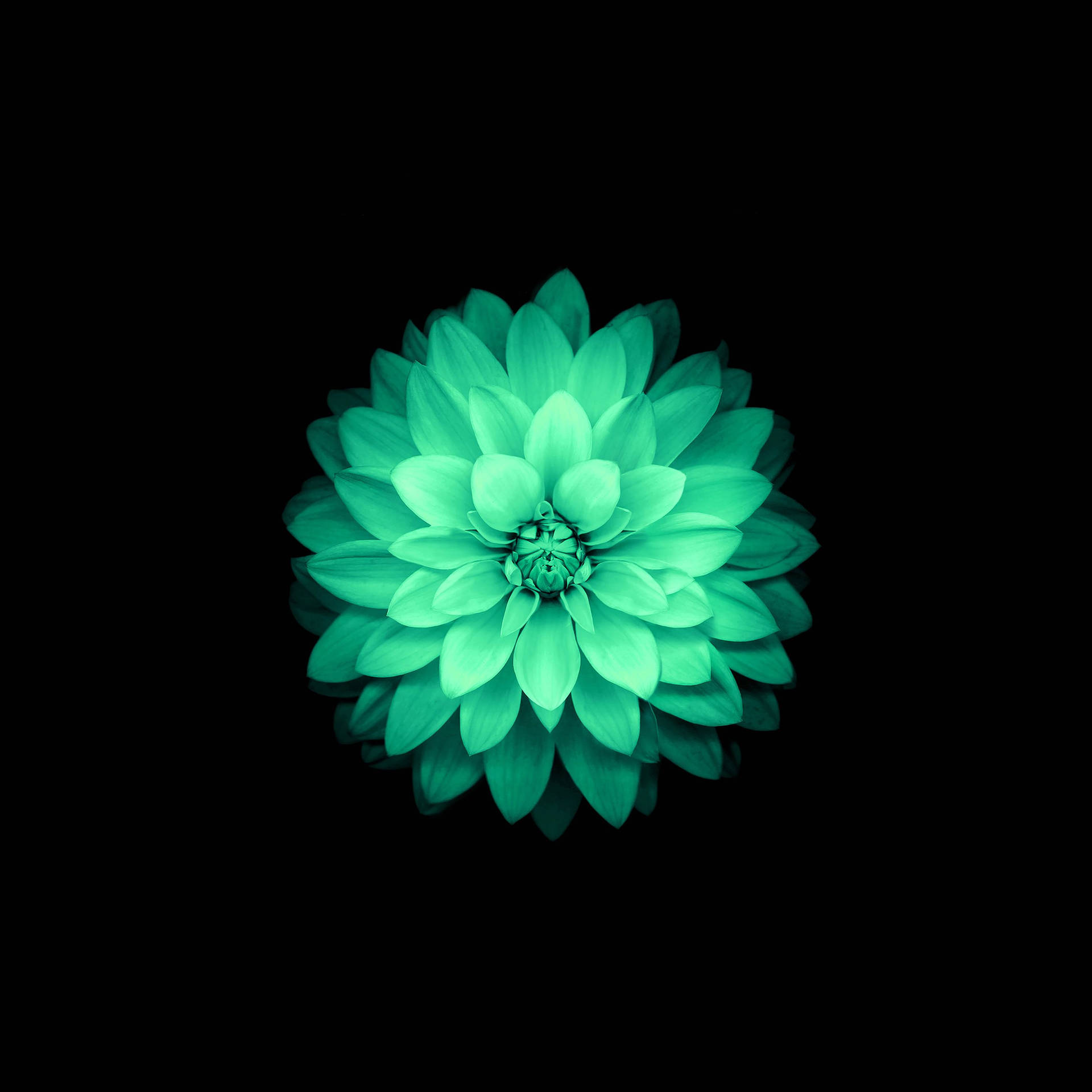 Florde Loto Verde De Apple Fondo de pantalla