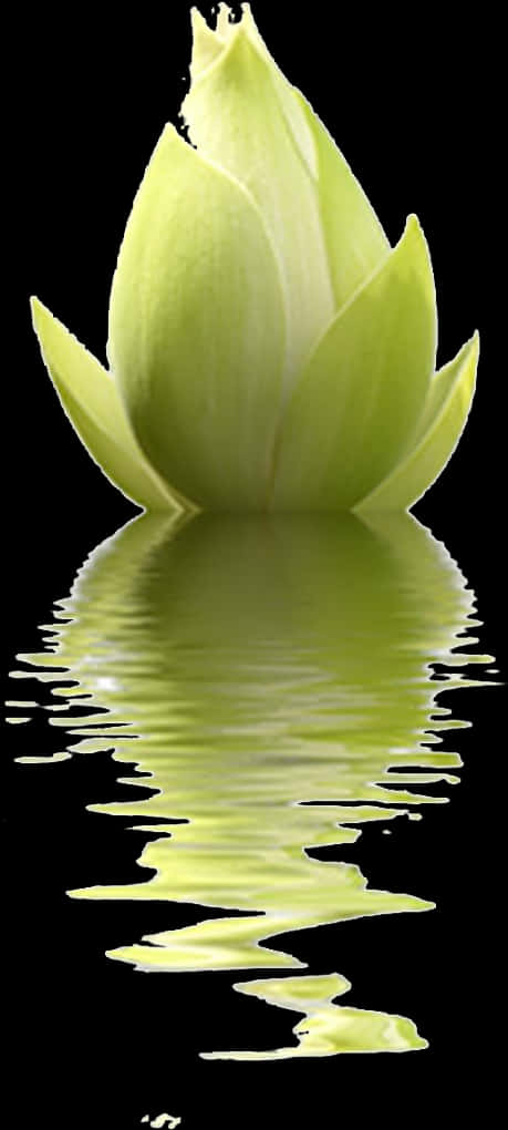 Green Lotus Reflection PNG