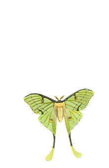 Green Luna Moth Illustration PNG