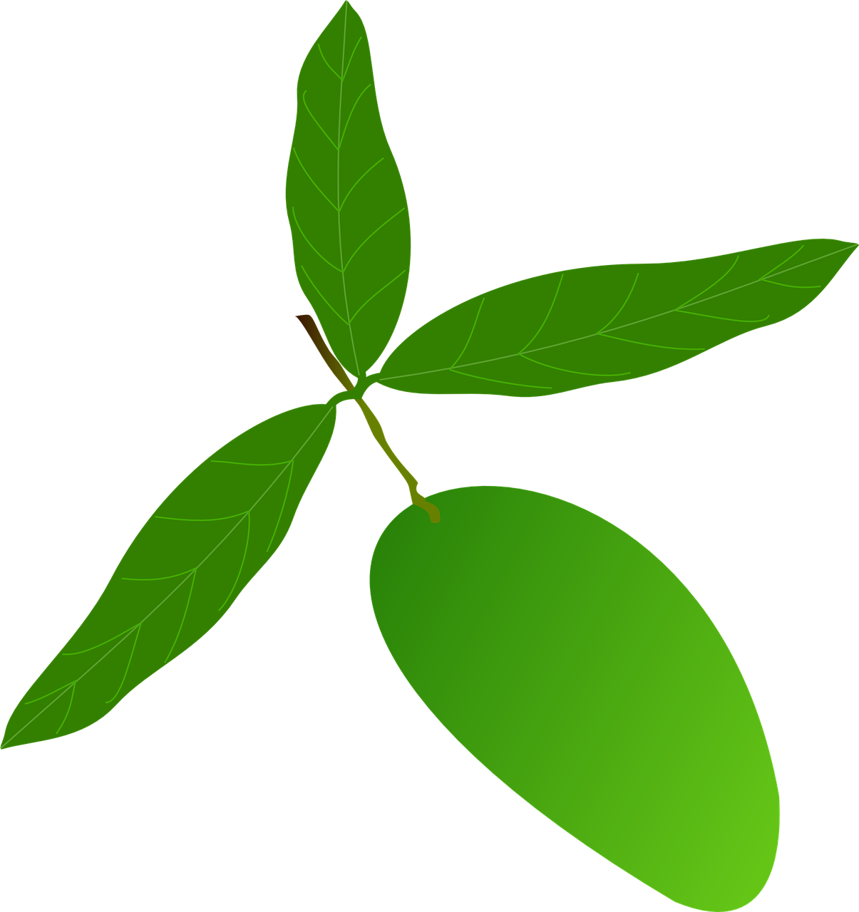 Green Mango With Leaves Vector PNG