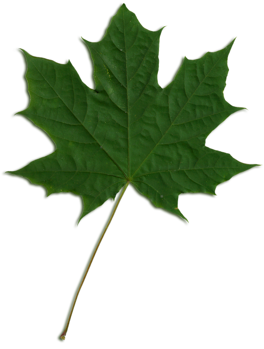 Green Maple Leaf Isolated PNG