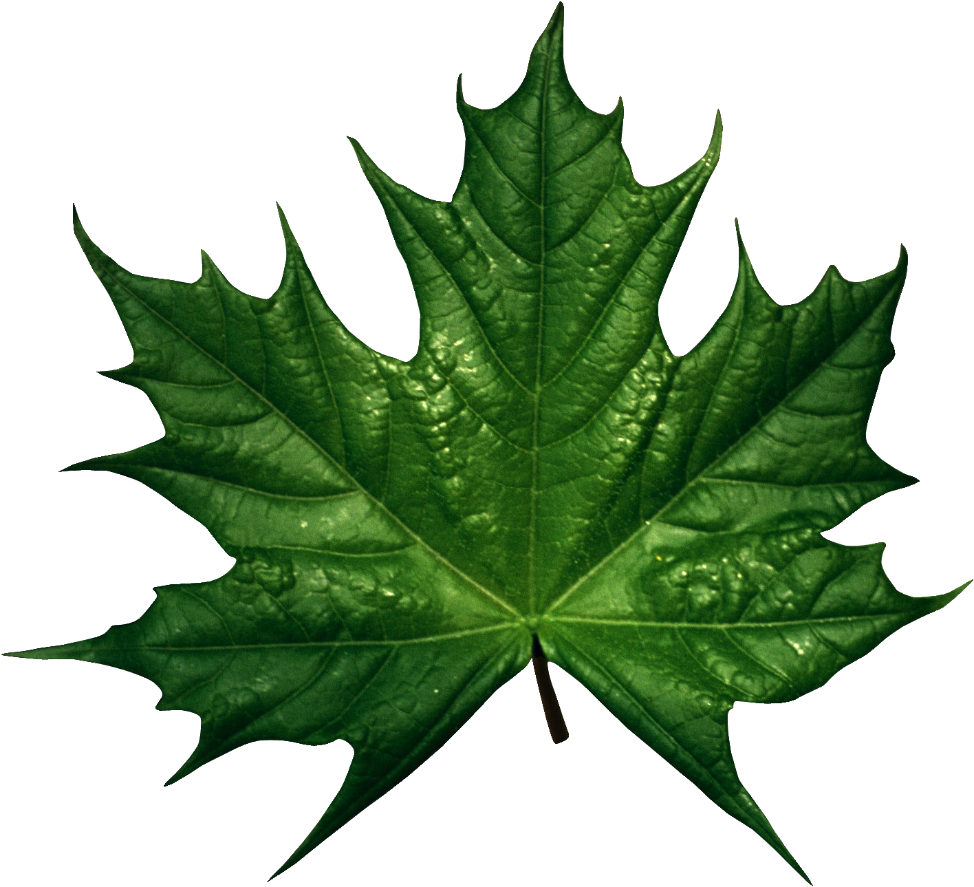 Green Maple Leaf Water Droplets.png PNG