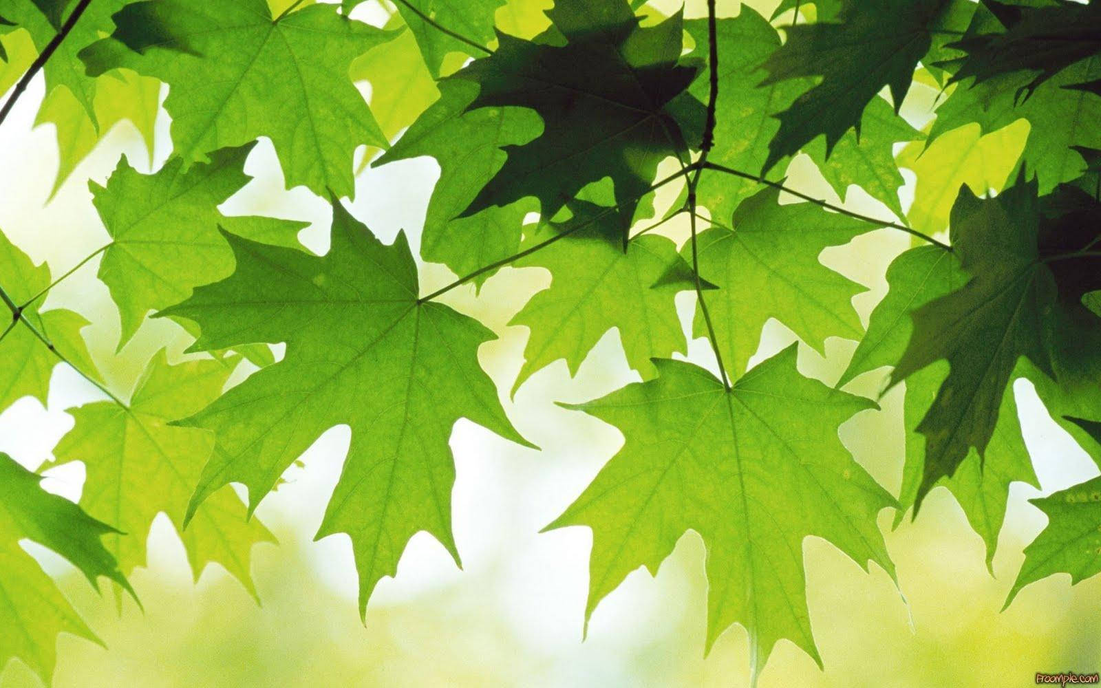 Green Maple Leaves All Best Wallpaper