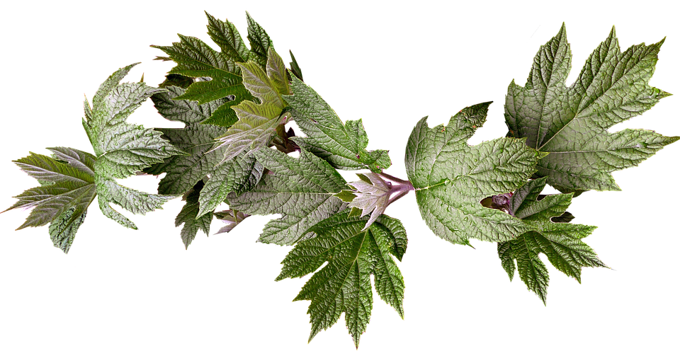 Green Maple Leaves Transparent Background PNG