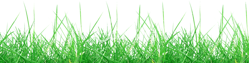 Green Meadow Grass Texture PNG