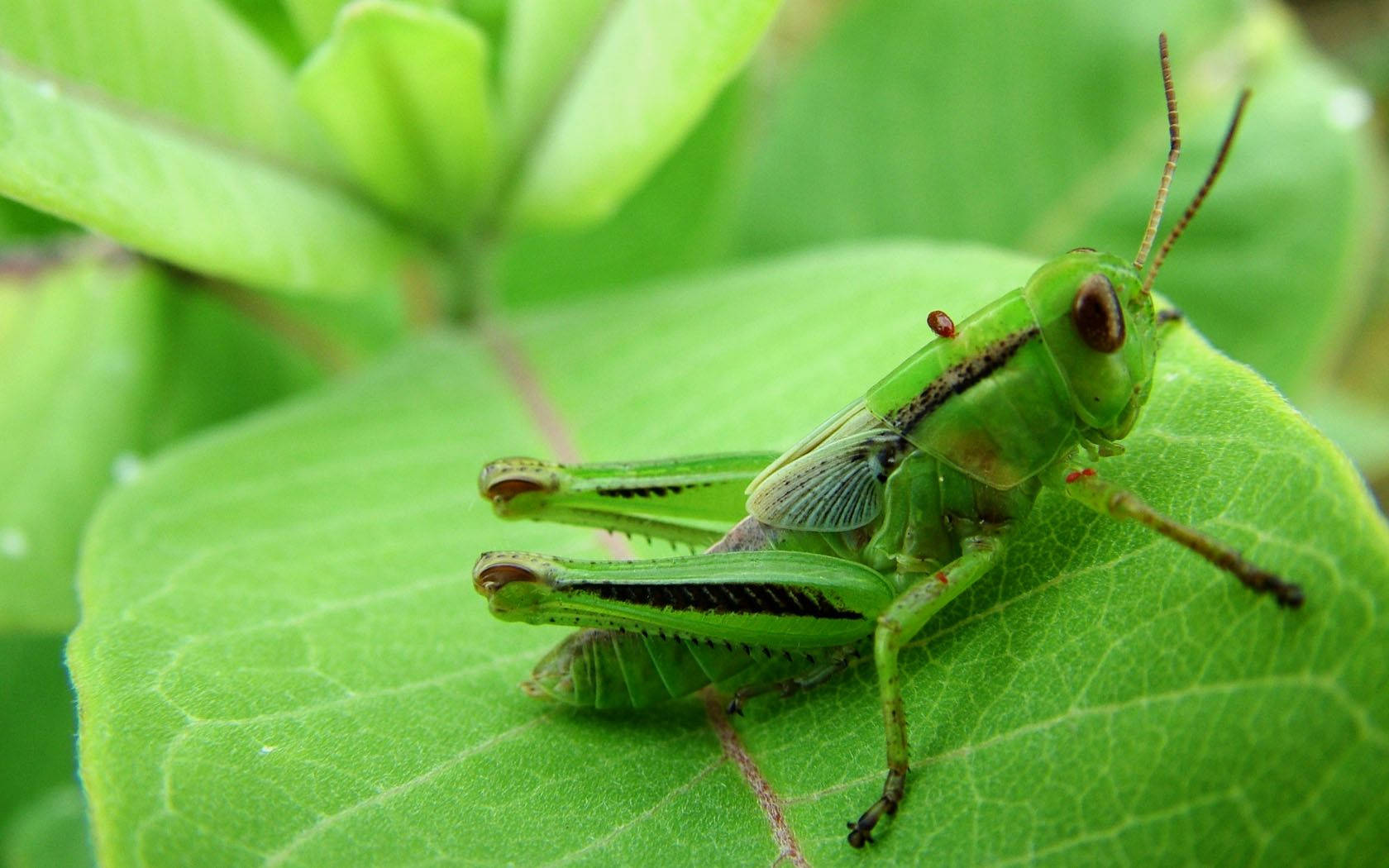 Green Melanoplinae Grasshopper Wallpaper