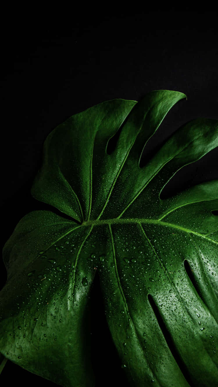 Green Monstera Leaf With Droplets Wallpaper