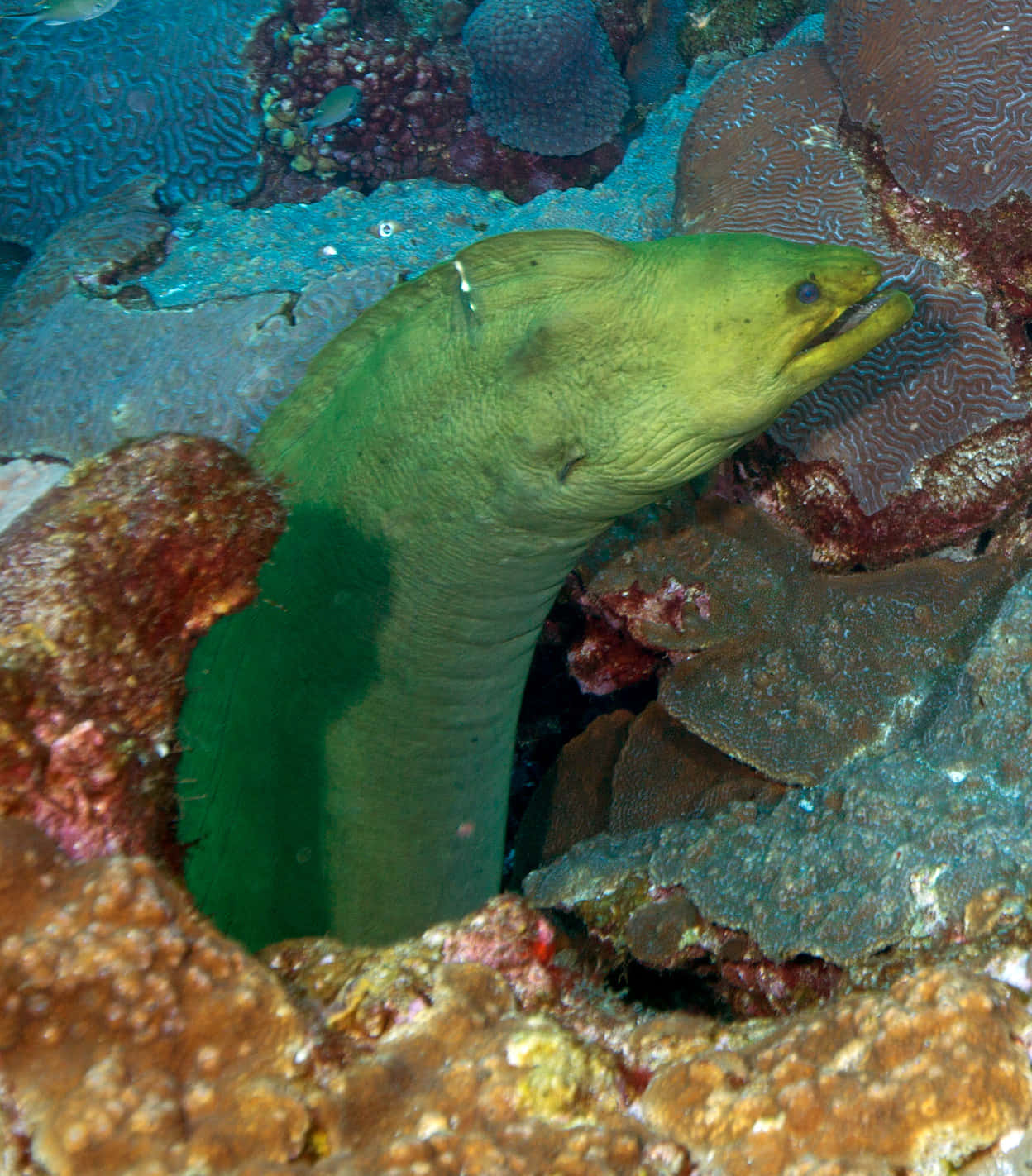 Green Moray Eel Coral Reef Wallpaper
