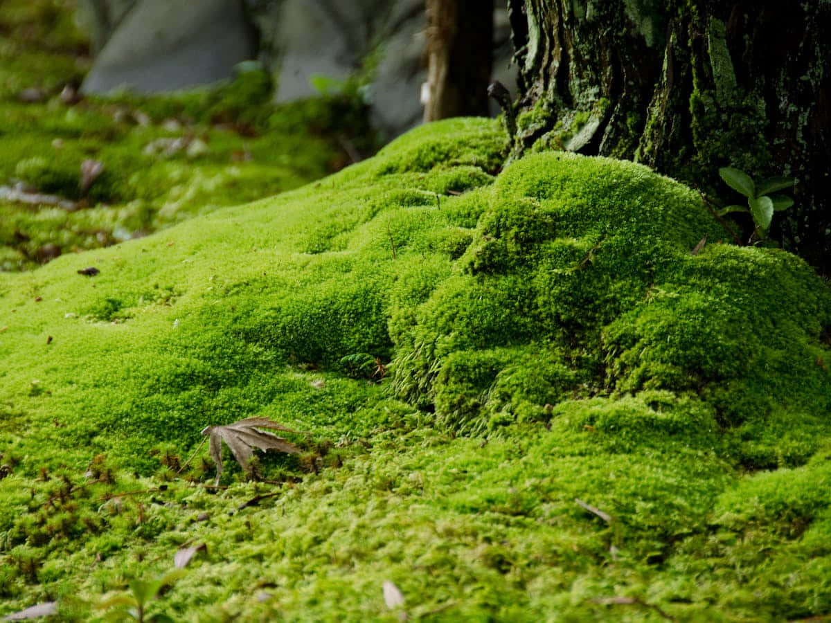Lush Green Moss in Natural Setting Wallpaper