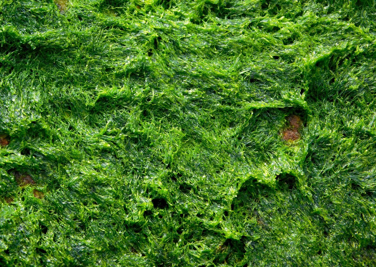 Lush Green Moss on Tree Trunk Wallpaper