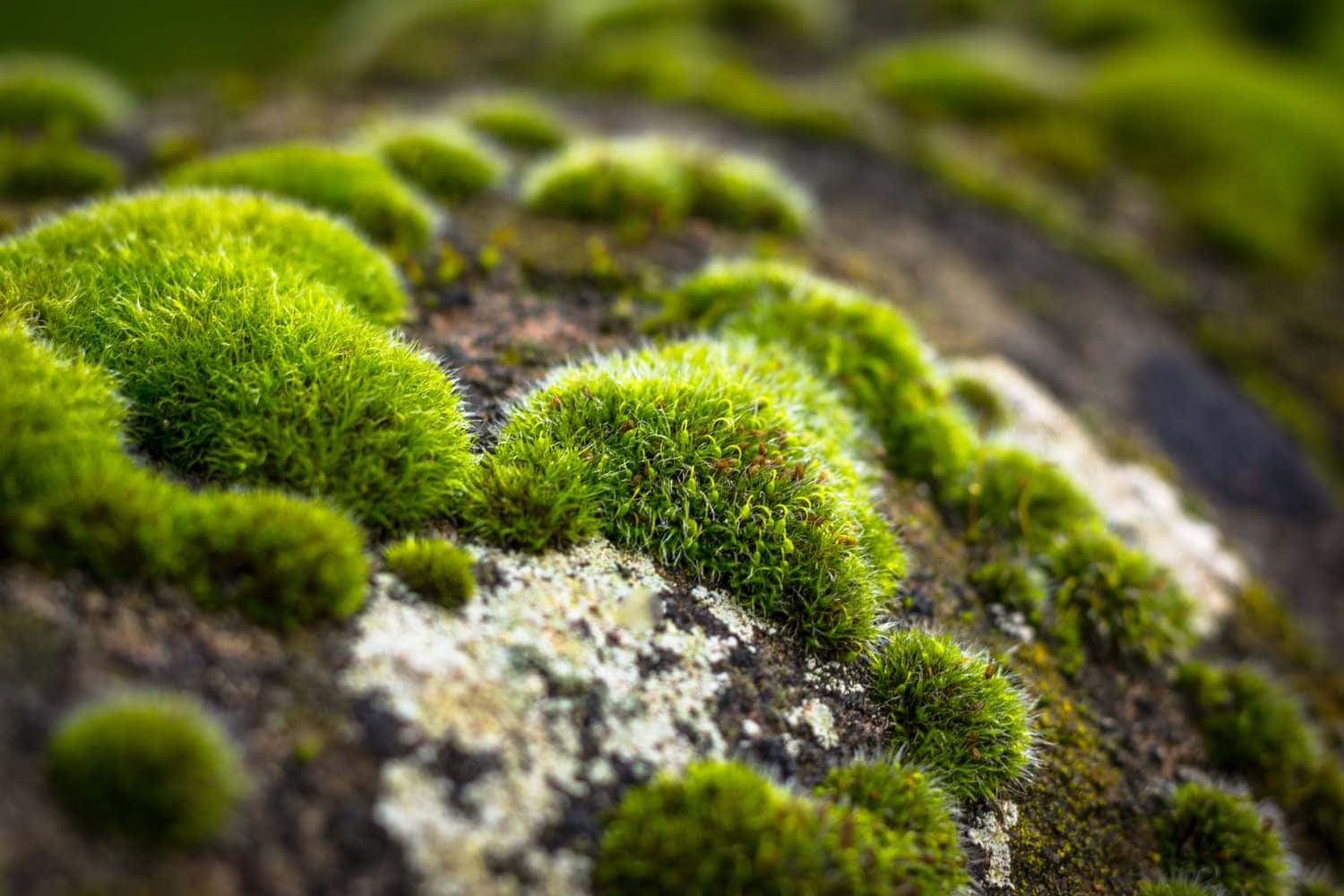 Lush Green Moss on Forest Floor Wallpaper