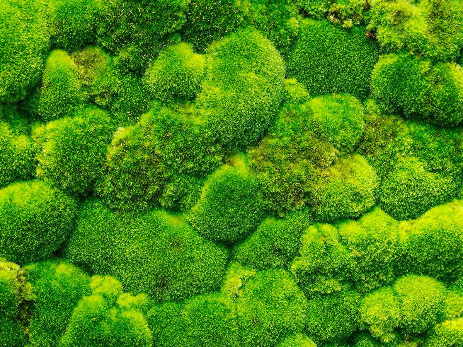 Lush Green Moss in Natural Habitat Wallpaper