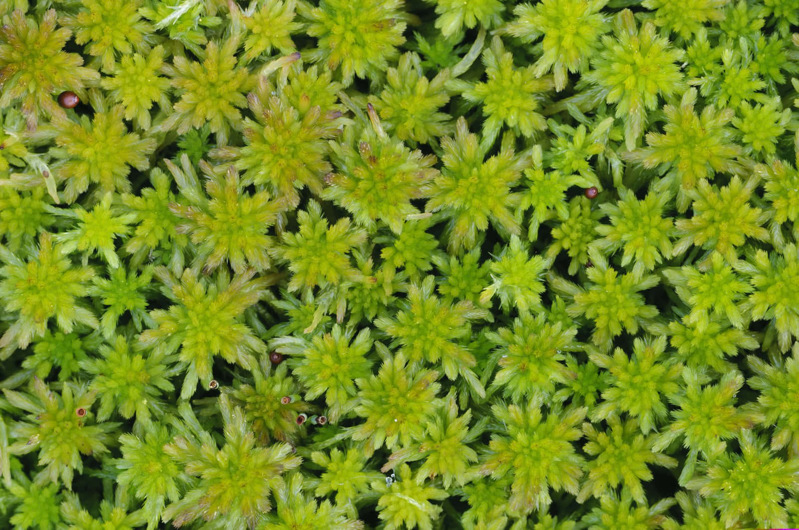 A Lush Carpet of Green Moss Wallpaper