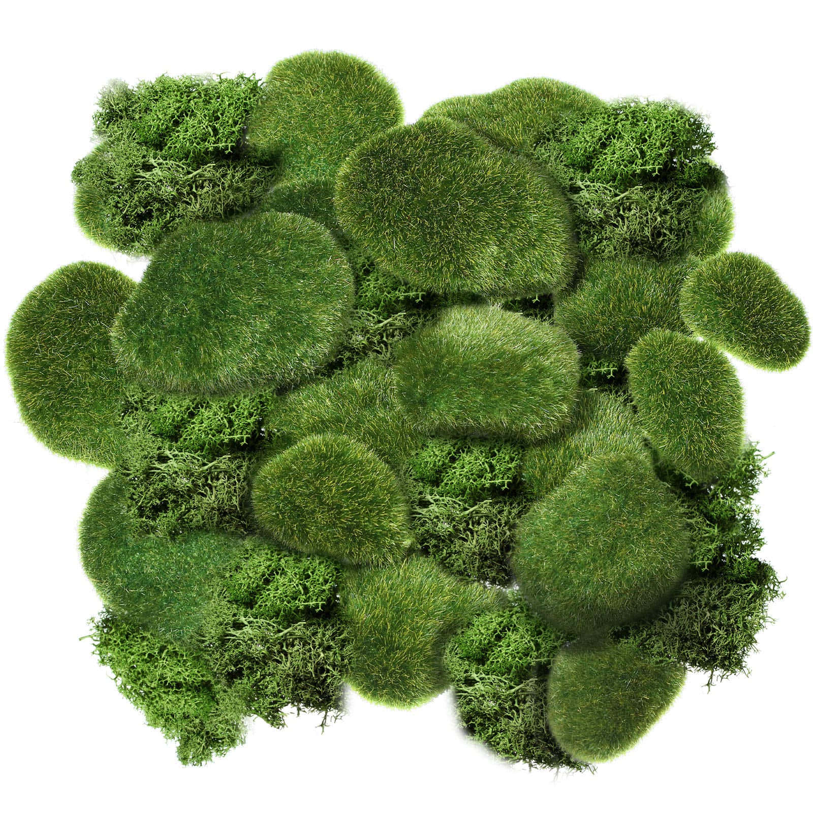 Lush Green Moss in its Natural Habitat Wallpaper