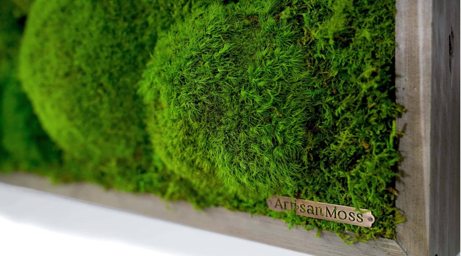 Enchanting Green Moss Landscape Wallpaper
