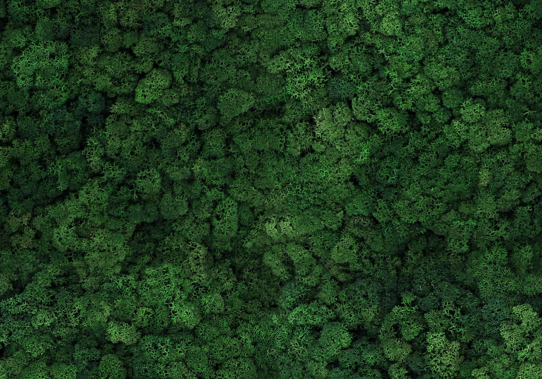 Caption: Lush Green Moss on Forest Ground Wallpaper