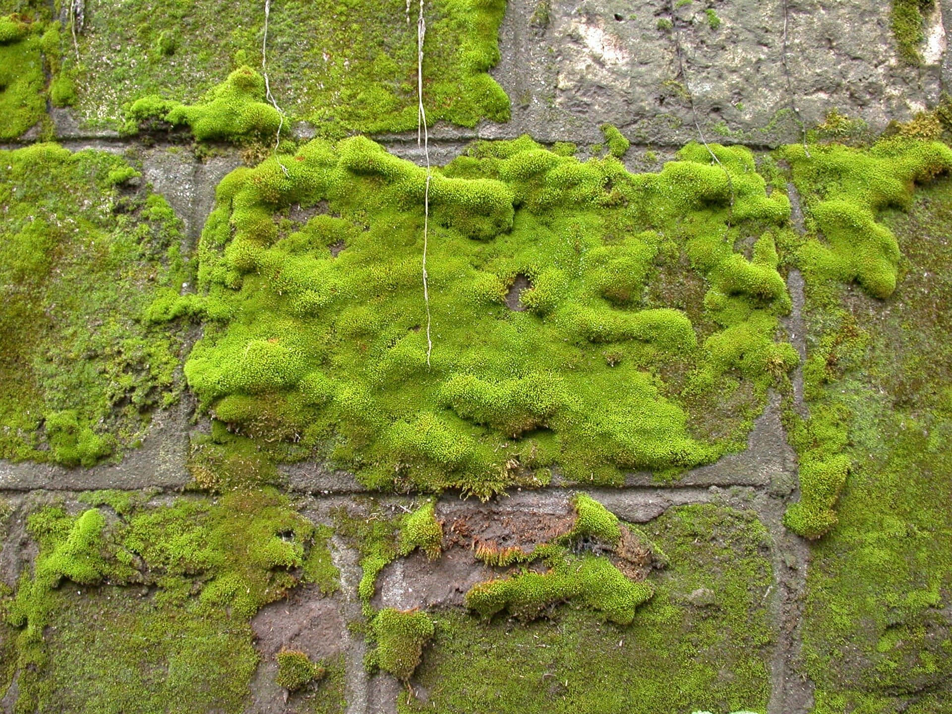 Lush Green Moss on Rocks Wallpaper