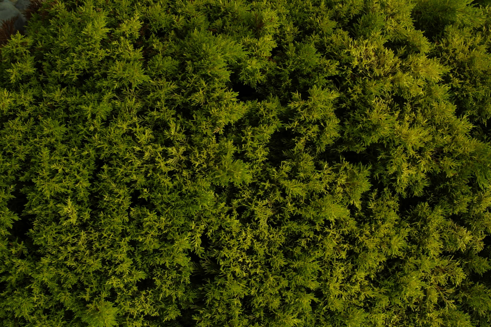 Captivating Green Moss in Nature Wallpaper