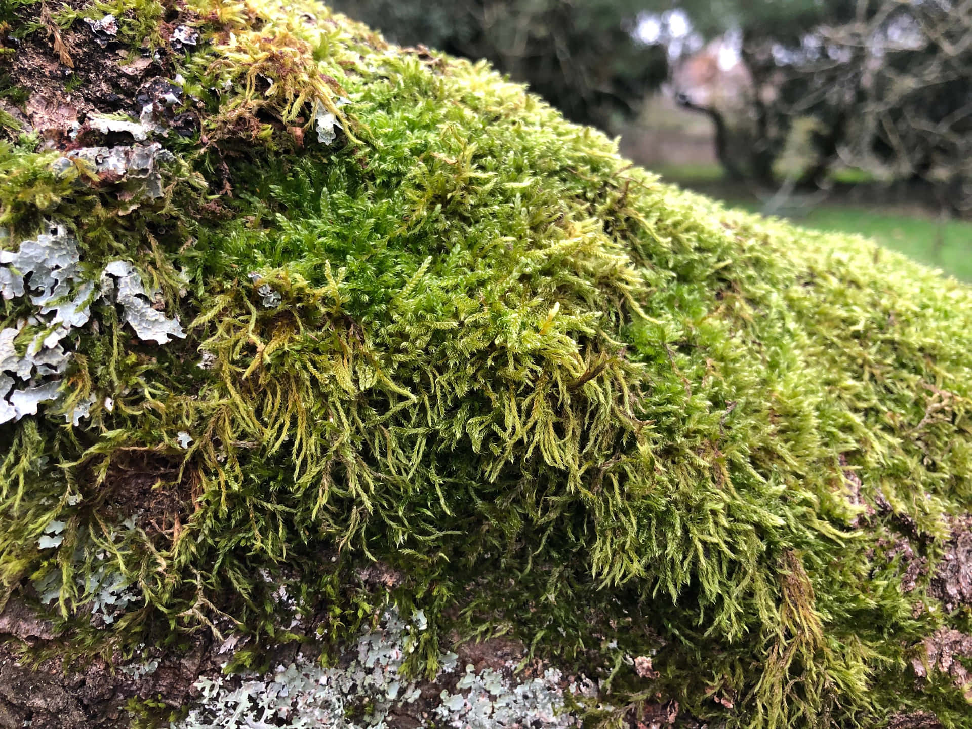 Vibrant Green Moss on a Forest Landscape Wallpaper