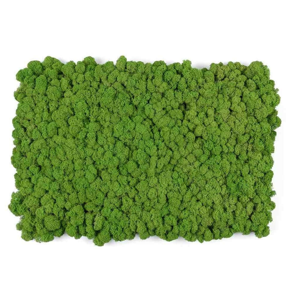 Vibrant Green Moss on Rock Surface Wallpaper