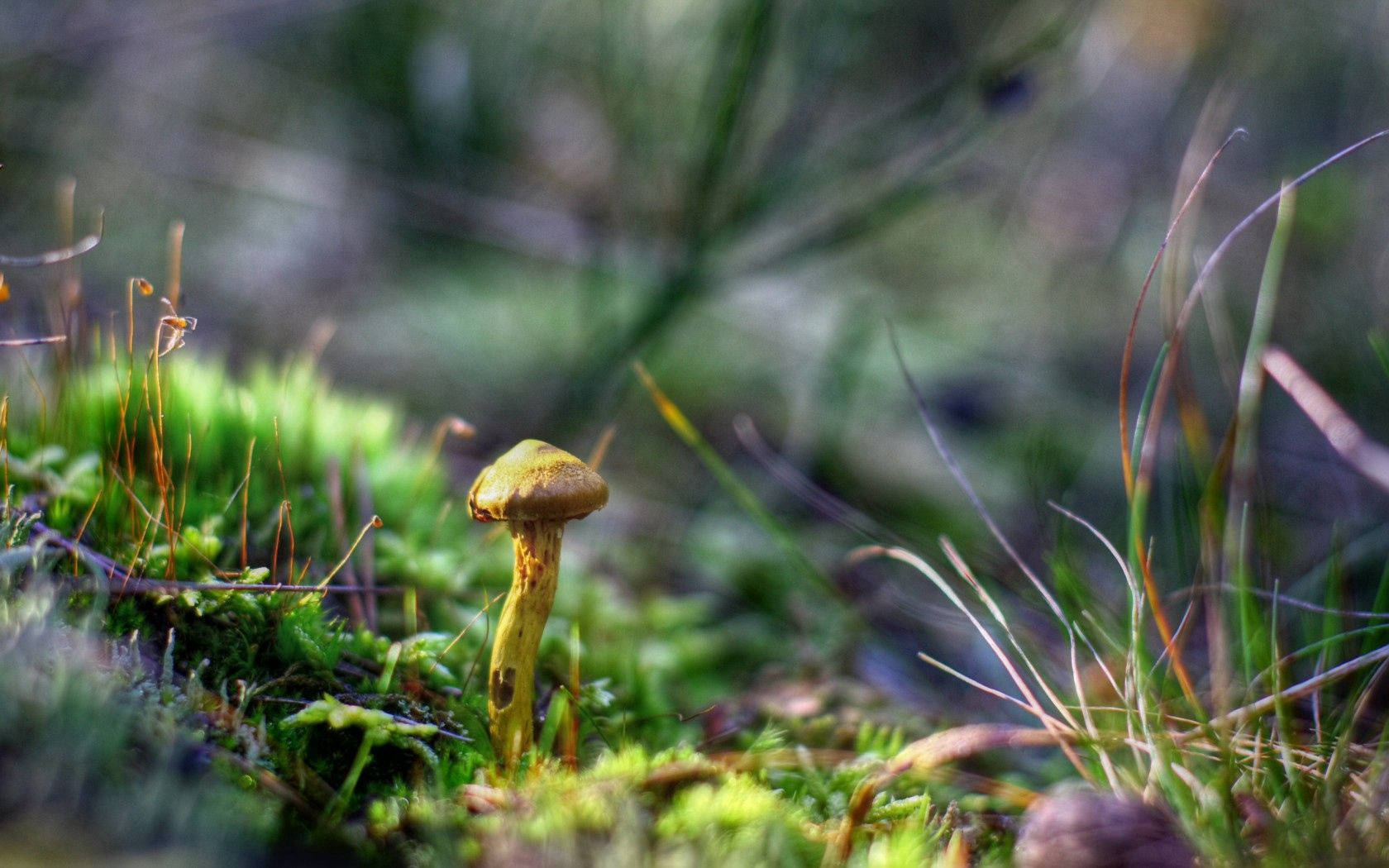 A close-up look of a green mushroom growing against a patch of grass Wallpaper