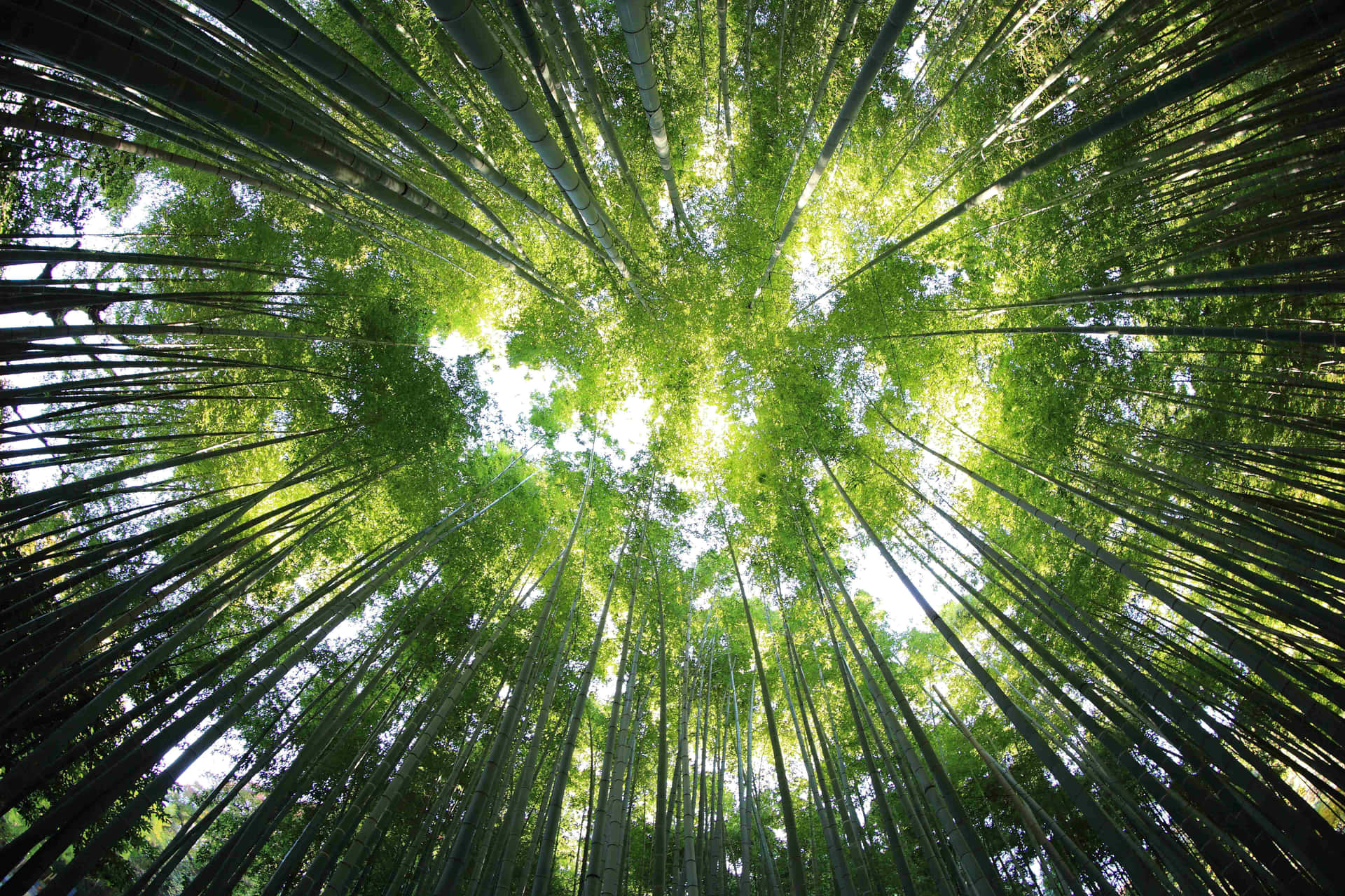Unavista De Un Bosque De Bambú Con Árboles Verdes.