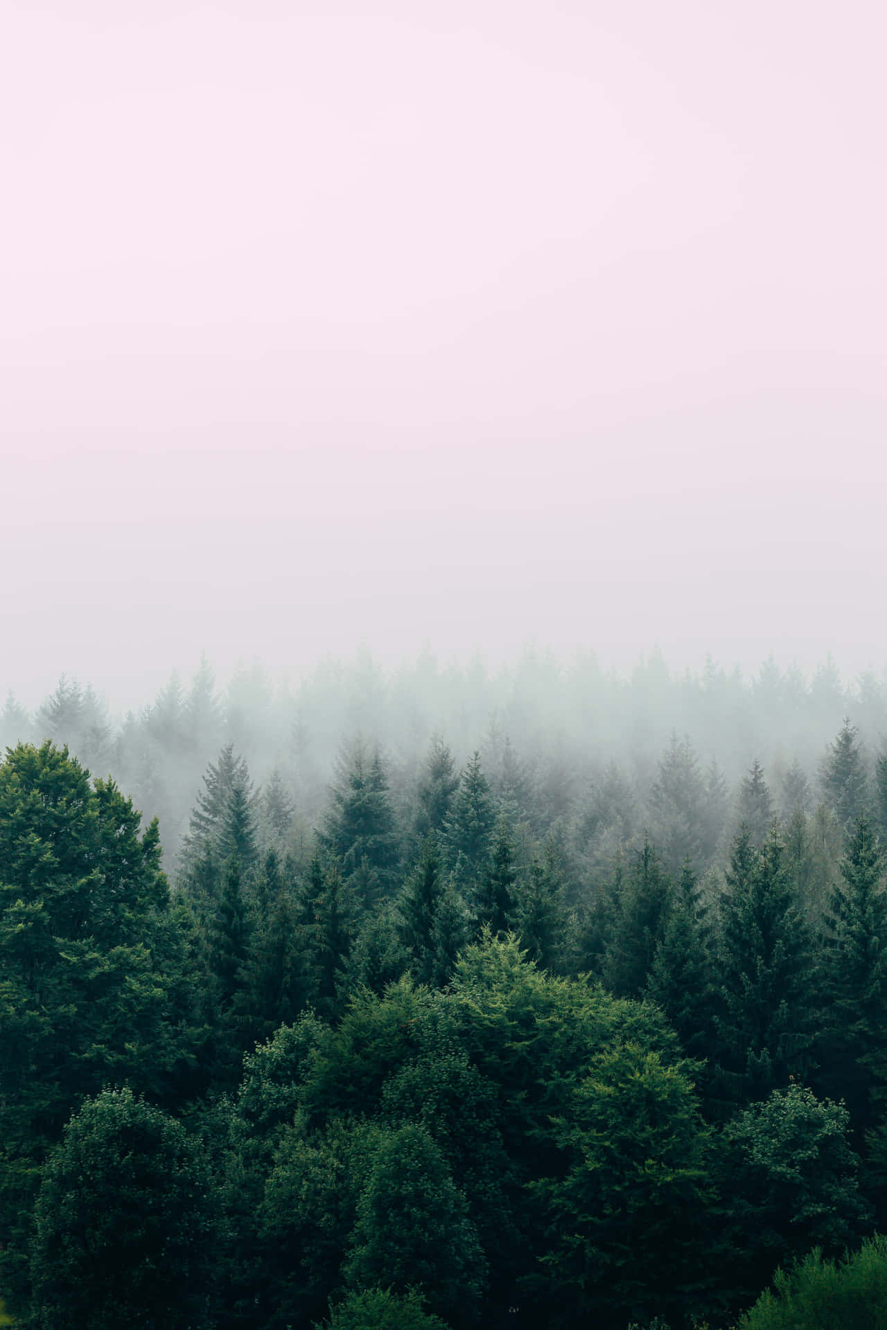A Foggy Forest With A Lake And Trees