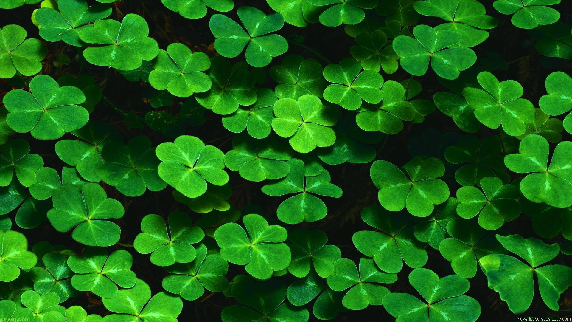 Green Nature Clover Leaves Wallpaper