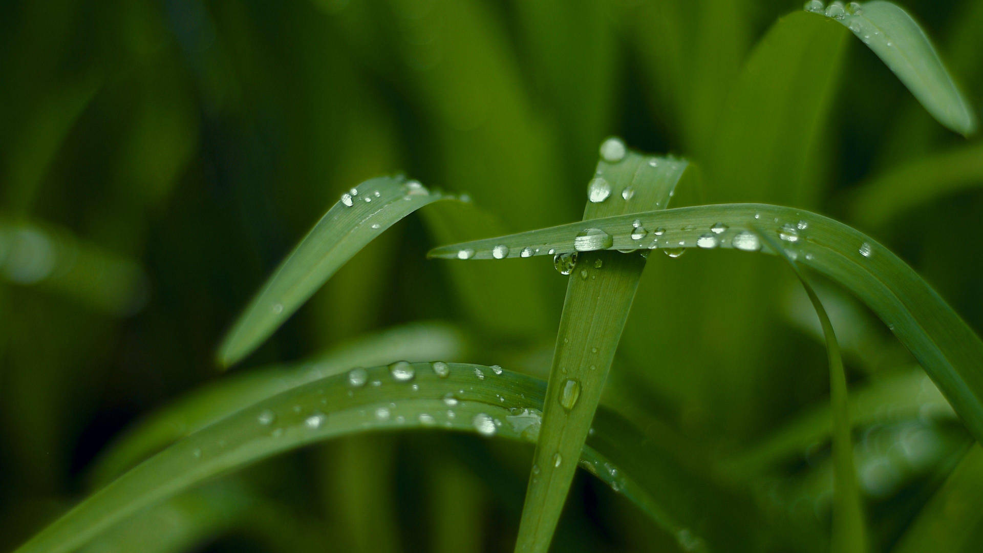 Plant Leaves Water Drops Dark Background 4K HD Nature Wallpapers, HD  Wallpapers