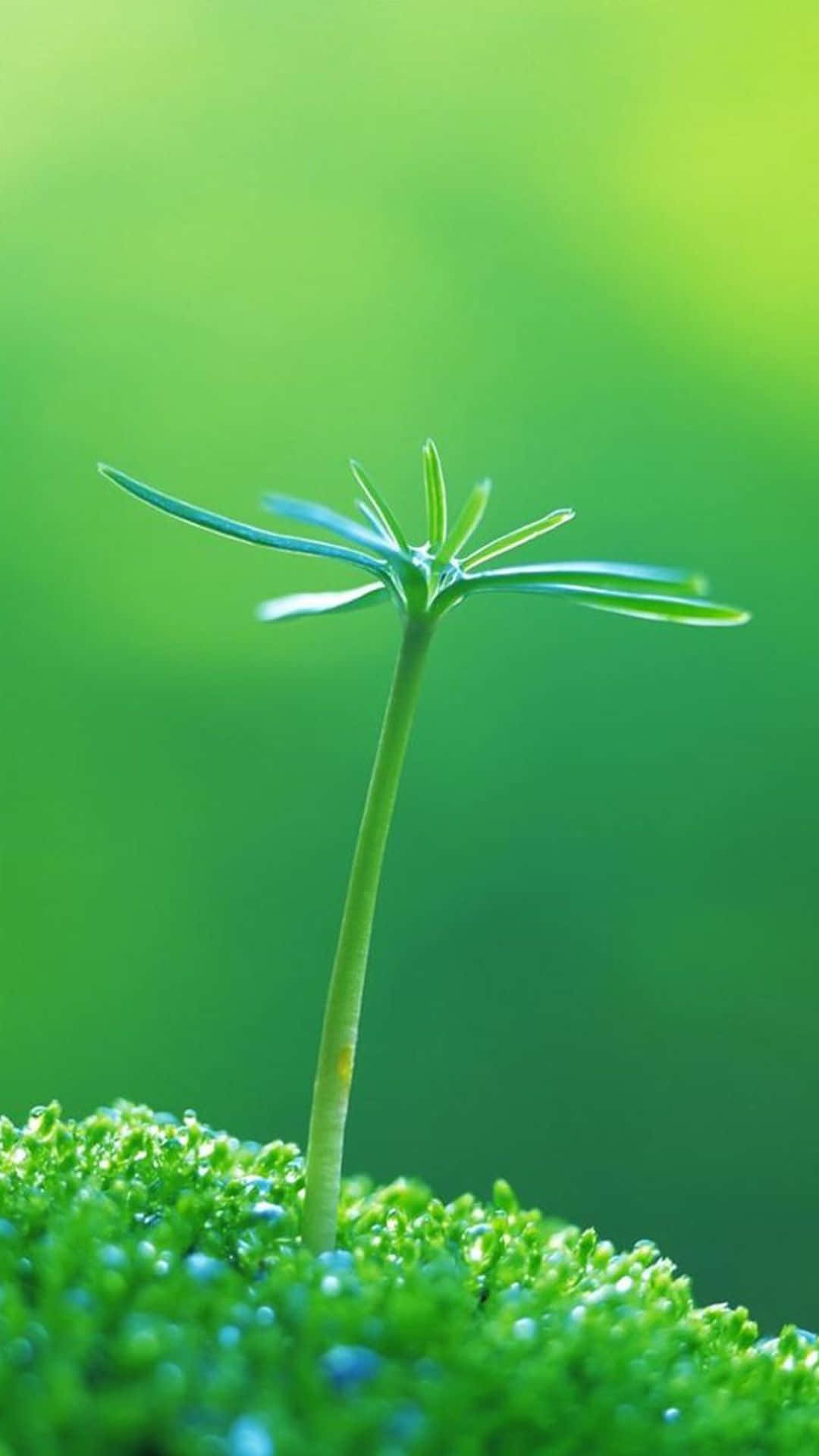 Green Grass Plant Nature Iphone Wallpaper